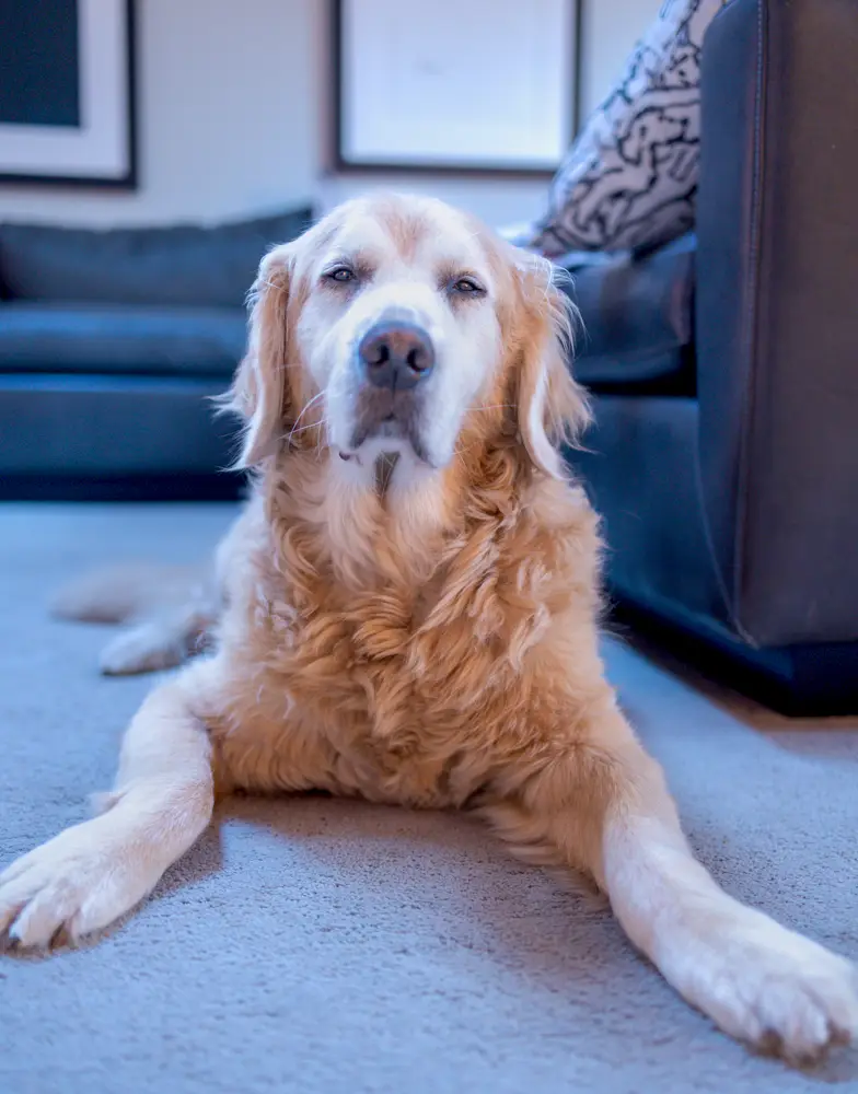 A golden retriever lies on a carpeted floor with its front paws extended, looking directly at the camera with a relaxed…