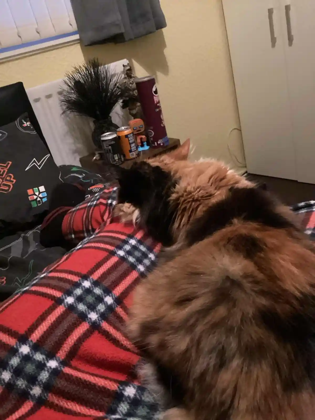 A fluffy, long-haired cat with brown and black fur is curled up and sleeping soundly on a red, black, and white plaid…