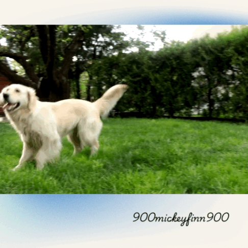 A grid of nine images shows a golden retriever in a grassy yard, captured in various poses including standing, walking, and…