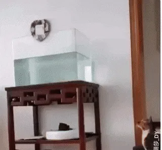 A sequence of six images shows a cat watching a fish tank, then suddenly diving into the water to catch the fish, causing a…