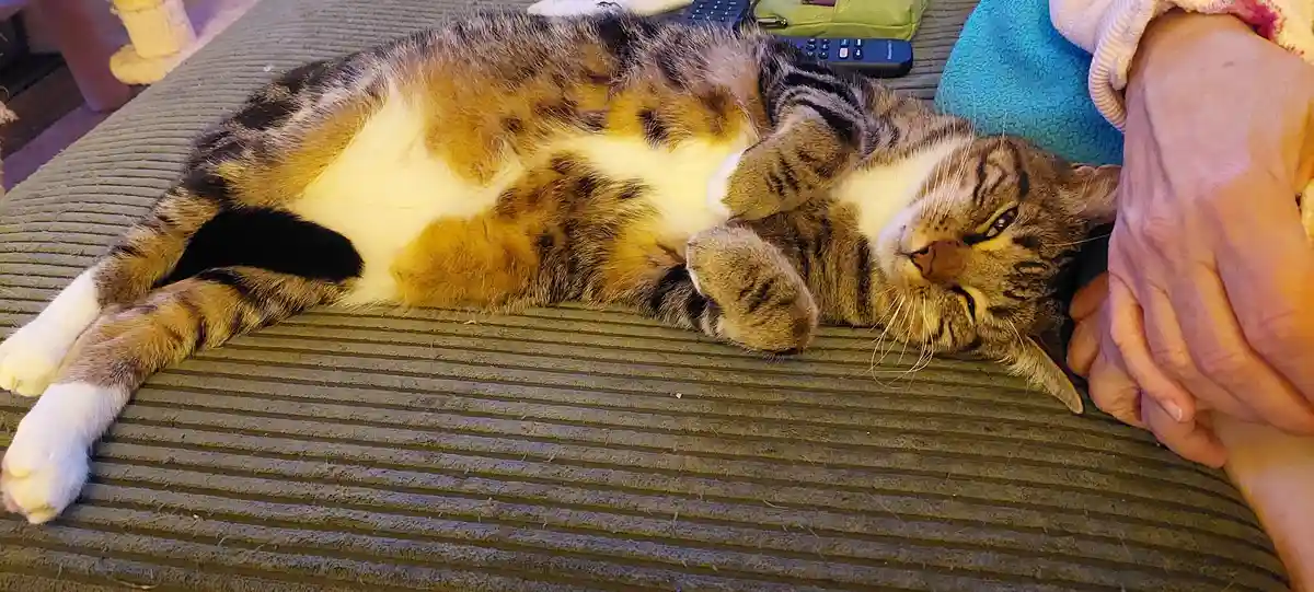 A calico tabby cat is lying on its back on a textured green couch, exposing its belly and looking very relaxed with…