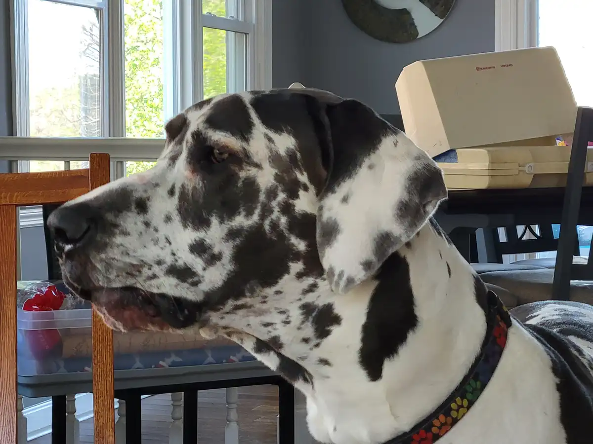 A large black-and-white spotted dog, likely a Great Dane, sits indoors with a calm, slightly bored expression, looking off…