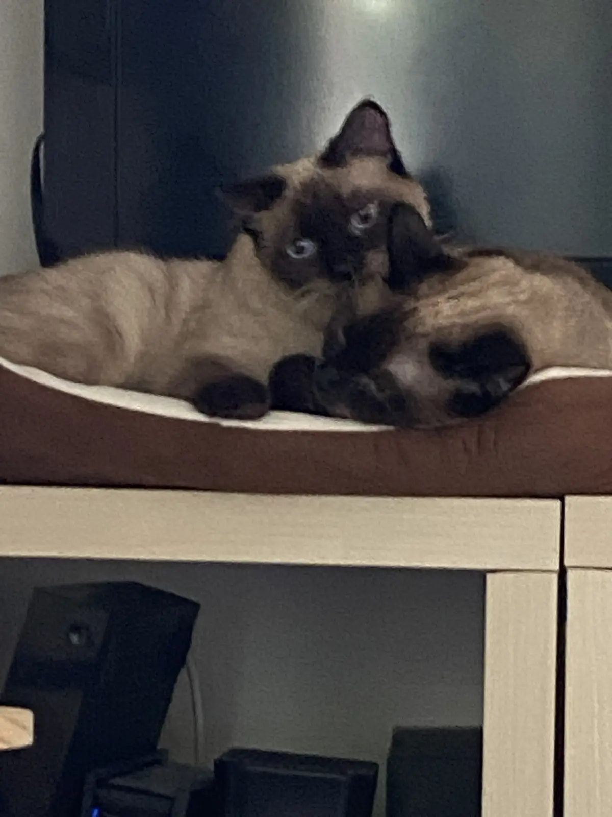 Two siamese cats are curled up together on a brown cushioned shelf, looking directly at the camera with wide blue eyes. The…