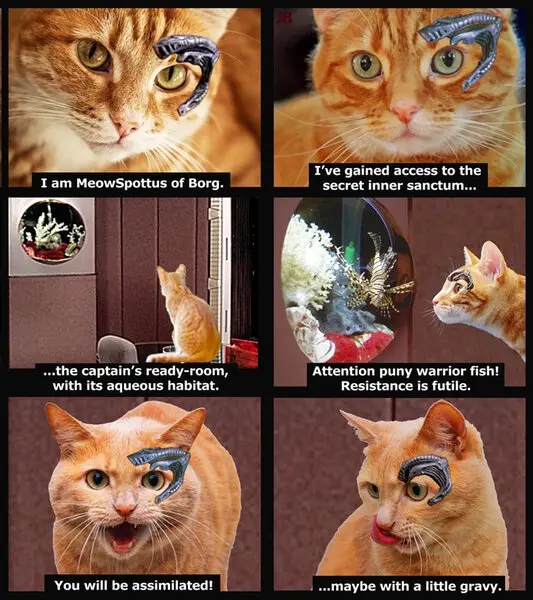 A six-panel comic strip featuring an orange tabby cat with Borg implants over its eyes, parodying Star Trek's Borg…