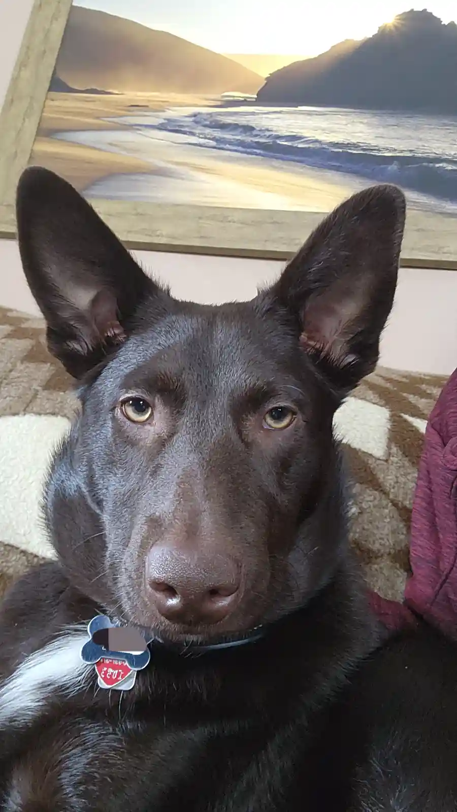 A close-up of a dark brown dog with large ears and amber eyes, wearing a collar with a tag, looking directly at the camera…