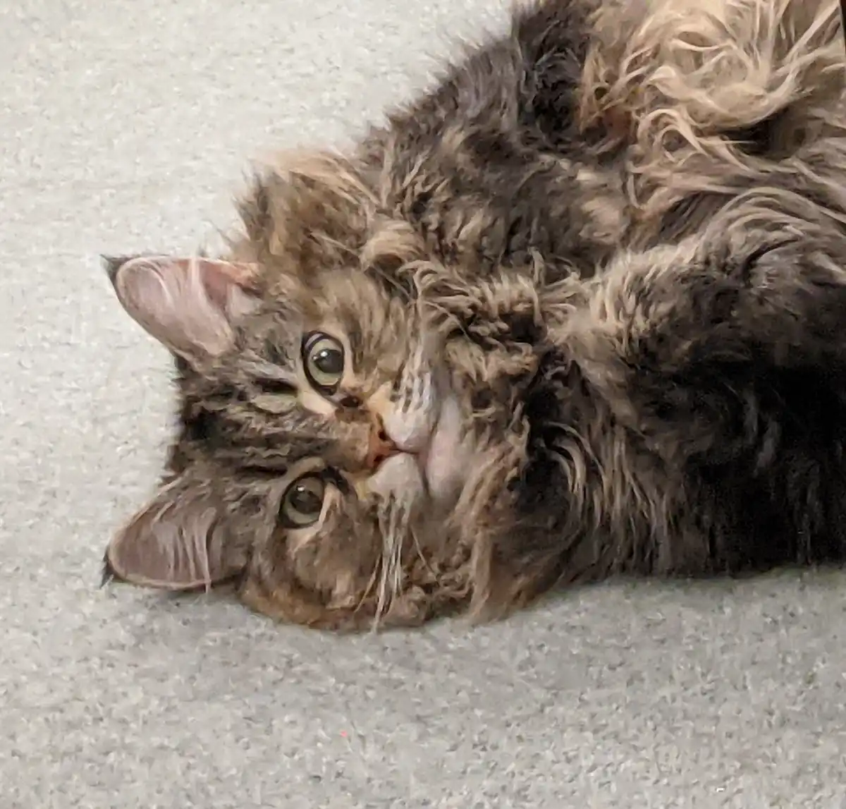A fluffy, long-haired tabby cat with wide, startled-looking eyes lies on its back on a gray carpet, its fur slightly matted…