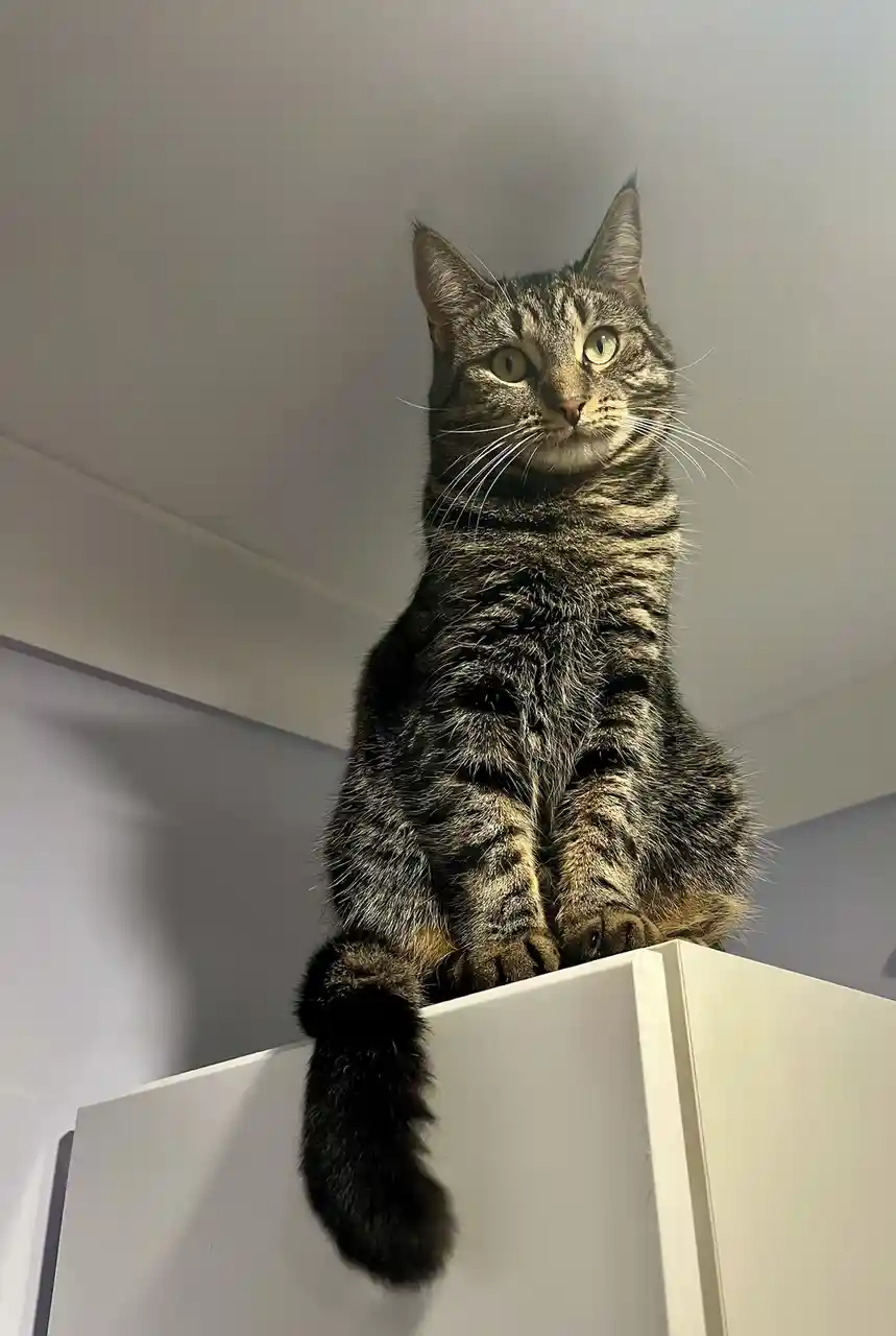 A tabby cat with green eyes sits upright on top of a white cabinet, looking down at the camera with a serious, slightly…