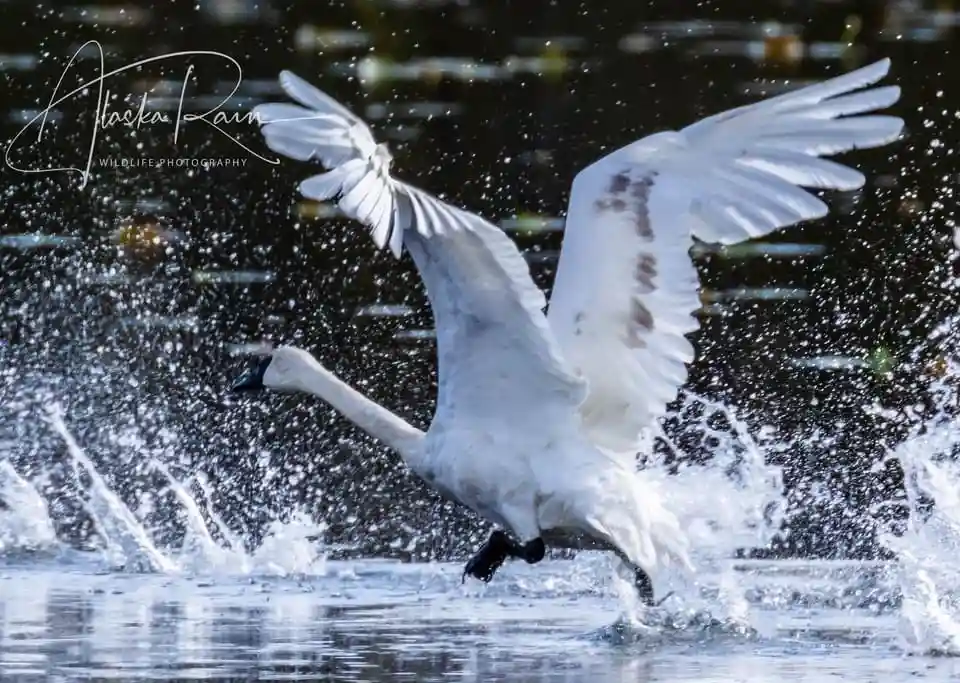 A white swan with black-tipped wings is captured mid-action, splashing water as it takes off from a dark body of water. The…