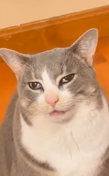 a close-up of a gray and white cat with a displeased, slightly squinting expression, looking directly at the camera. The…