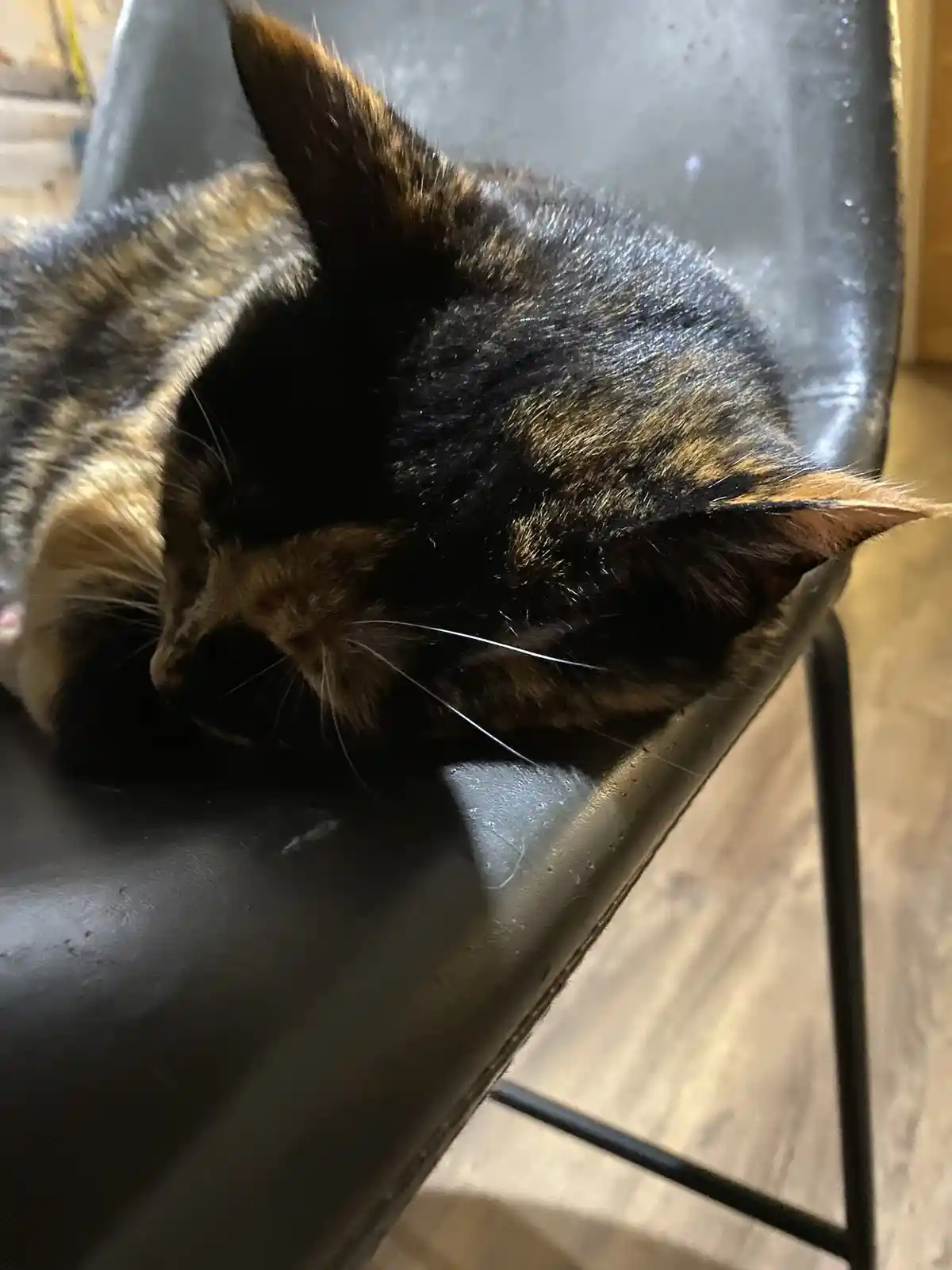 A close-up photo shows a tortoiseshell cat curled up and sleeping soundly on the curved backrest of a black leather chair…