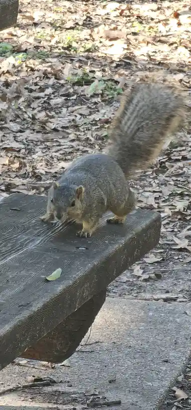 A gray squirrel with a bushy tail is standing on a weathered wooden bench in a leafy outdoor setting, looking down intently…