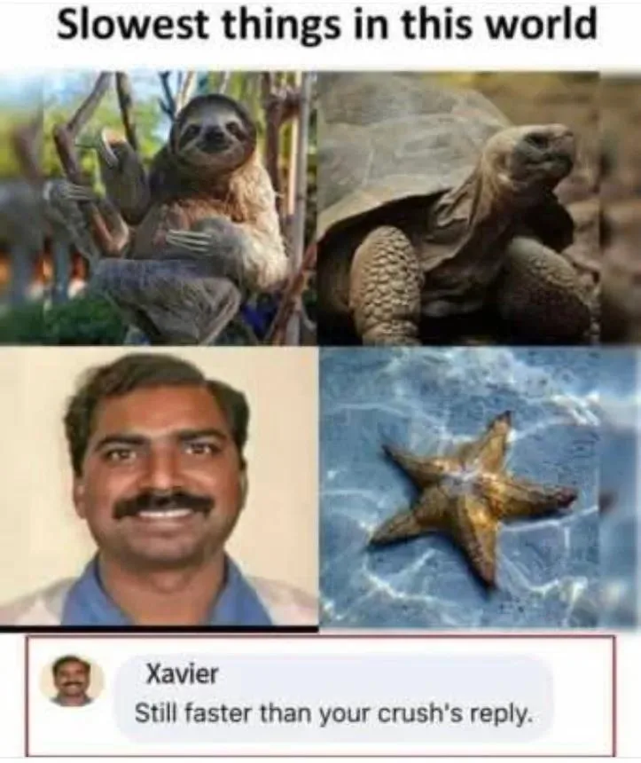 The image is a four-panel meme. Top left shows a sloth hanging from branches. Top right shows a large tortoise. Bottom left…