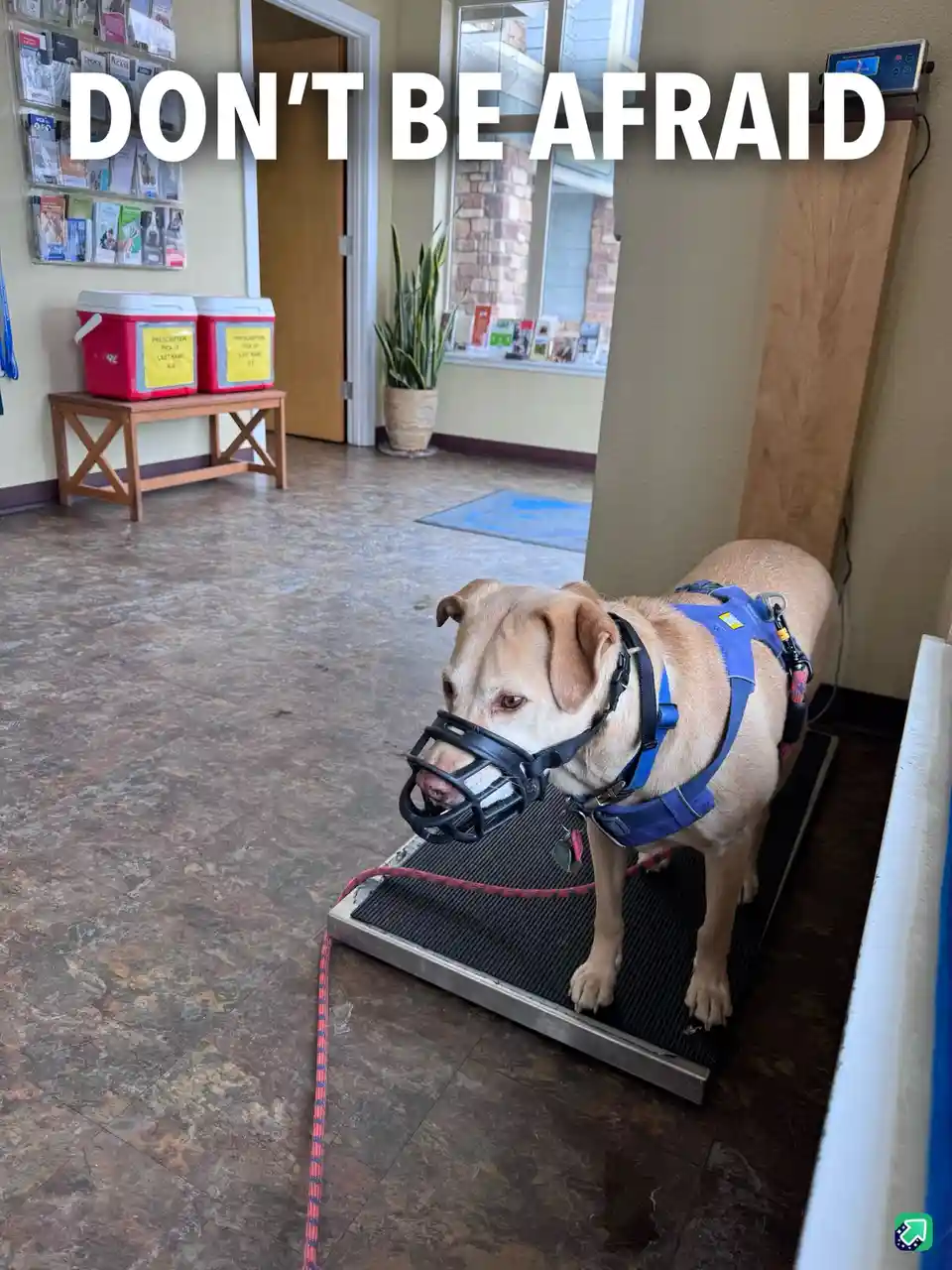 A light brown dog wearing a blue harness and a black plastic muzzle stands on a black scale in what appears to be a…