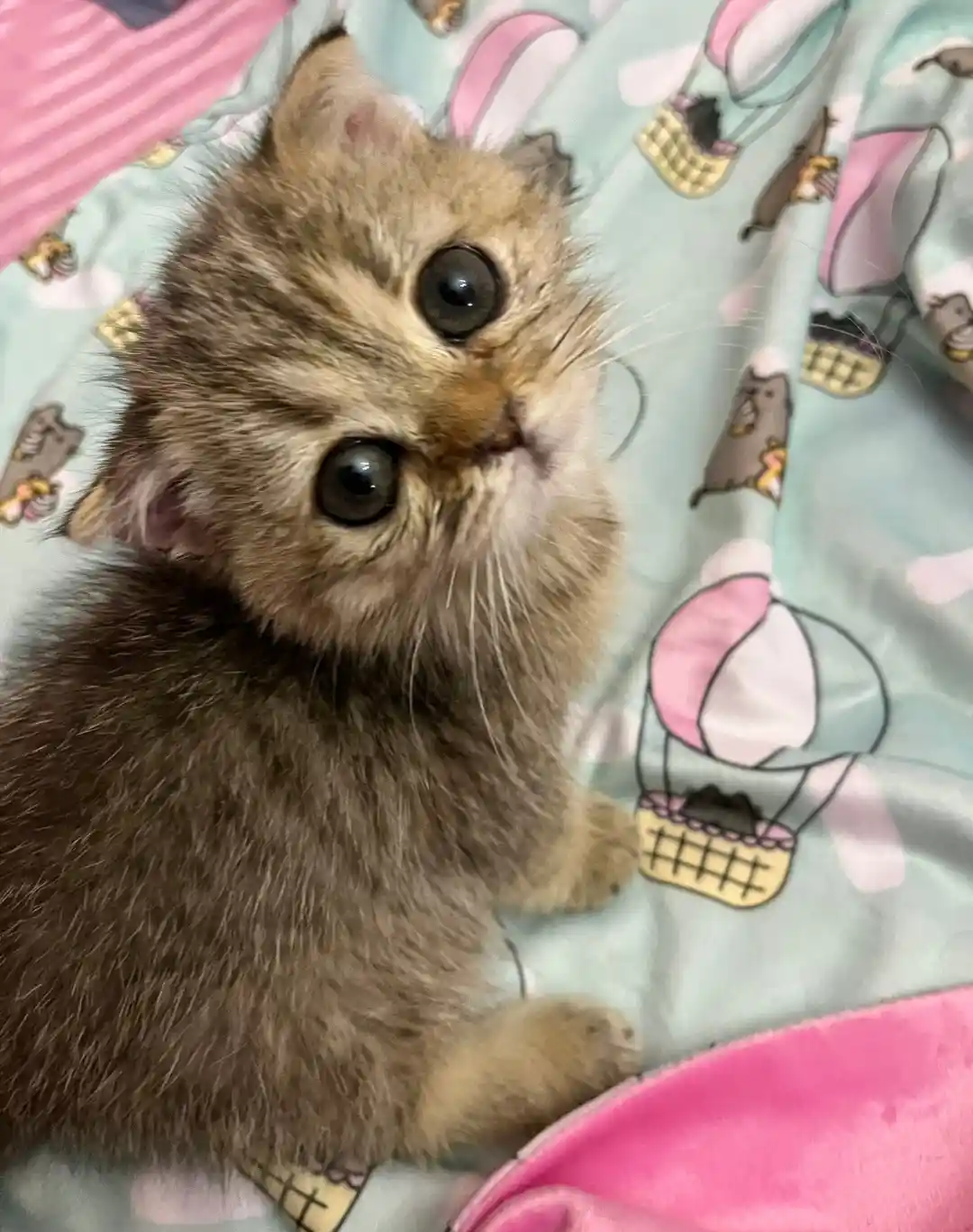 A small, fluffy brown tabby kitten with large, round, expressive eyes looks upward with an innocent, slightly bewildered…
