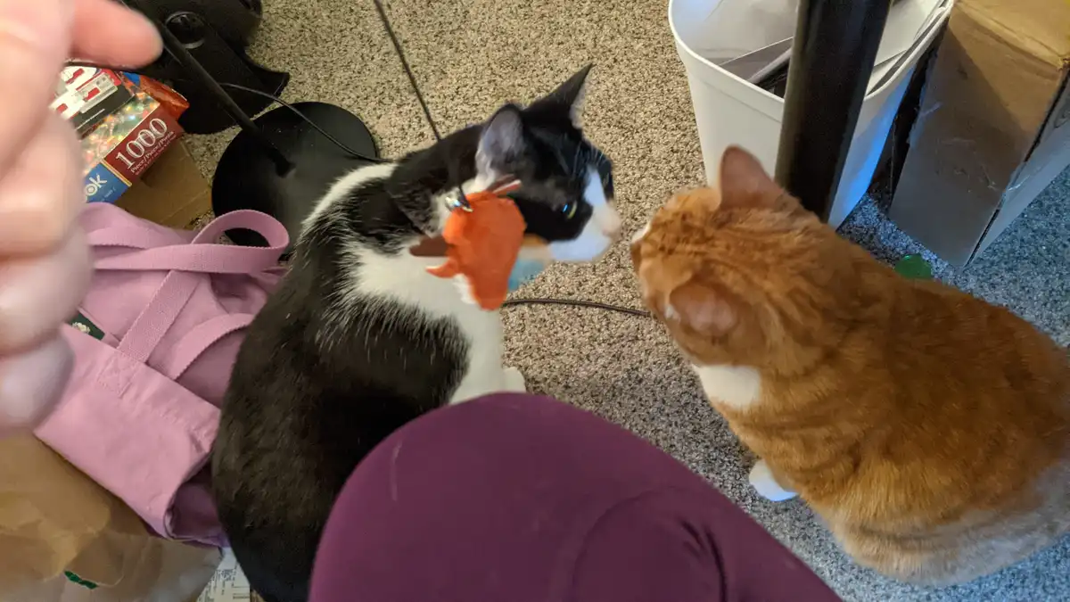 A black-and-white cat holds an orange plush toy in its mouth while staring intently at an orange tabby cat sitting nearby. A…