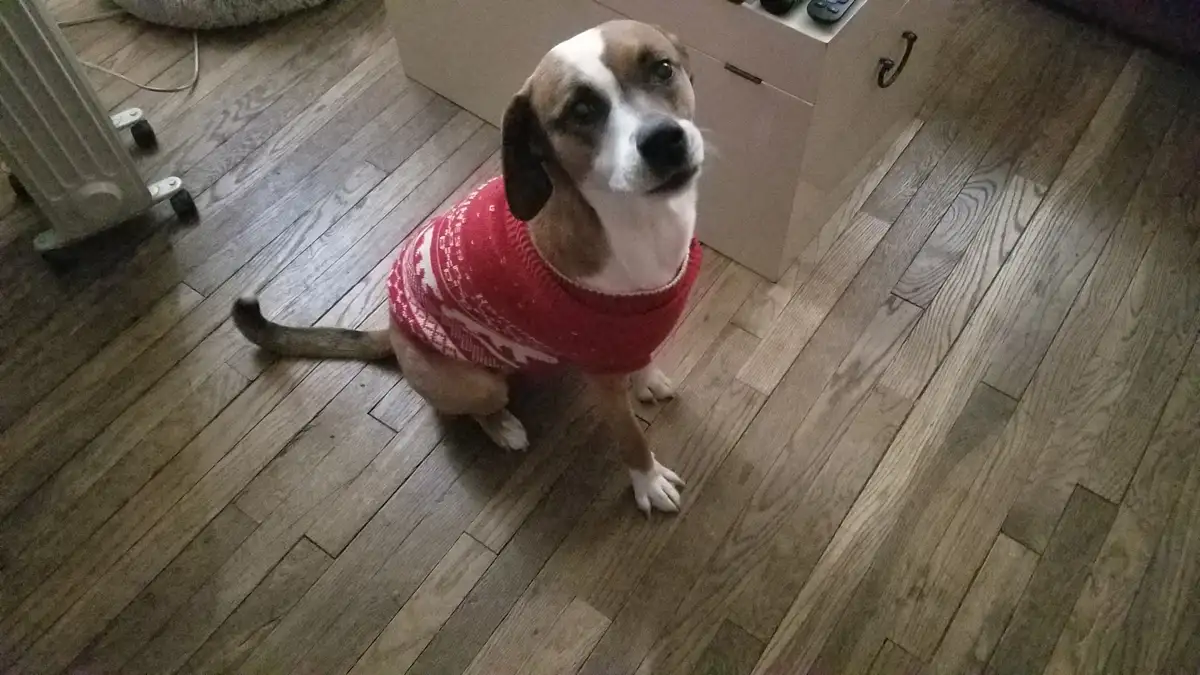 A brown and white dog wearing a red sweater with white patterns sits on a wooden floor, looking up with a pleading…