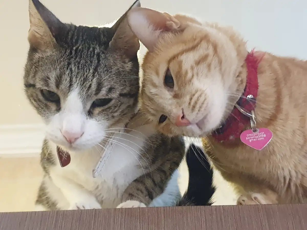 Two cats sit side-by-side on a surface, one tabby with a white muzzle and the other orange tabby with a red plaid collar…