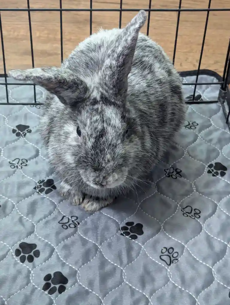 A gray rabbit with one ear standing upright and the other flopped down sits inside a black wire cage on a gray quilted…