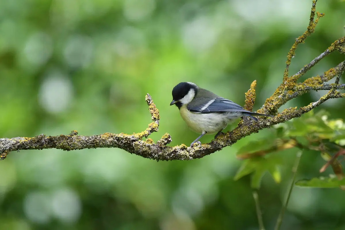 Mésange Charbonnière: A Glimpse into France's Vienne Region