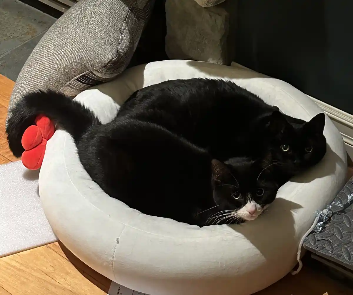 Two black cats, one with a white muzzle, are curled up together in a white circular pet bed. The cat in the foreground looks…
