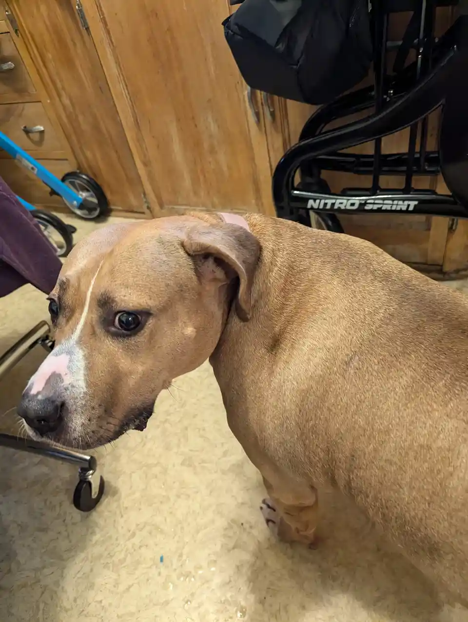 A brown dog with a white stripe on its face and a pink collar looks up with a pleading or guilty expression. The dog is…