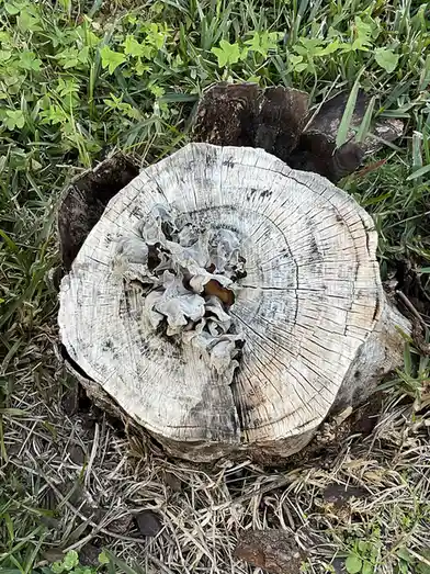 A close-up photo shows a light-colored, weathered tree stump with visible growth rings, sitting in green grass and dry…