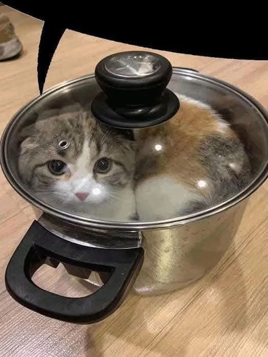 A calico cat is curled up inside a stainless steel cooking pot with a glass lid, looking directly at the camera with wide…