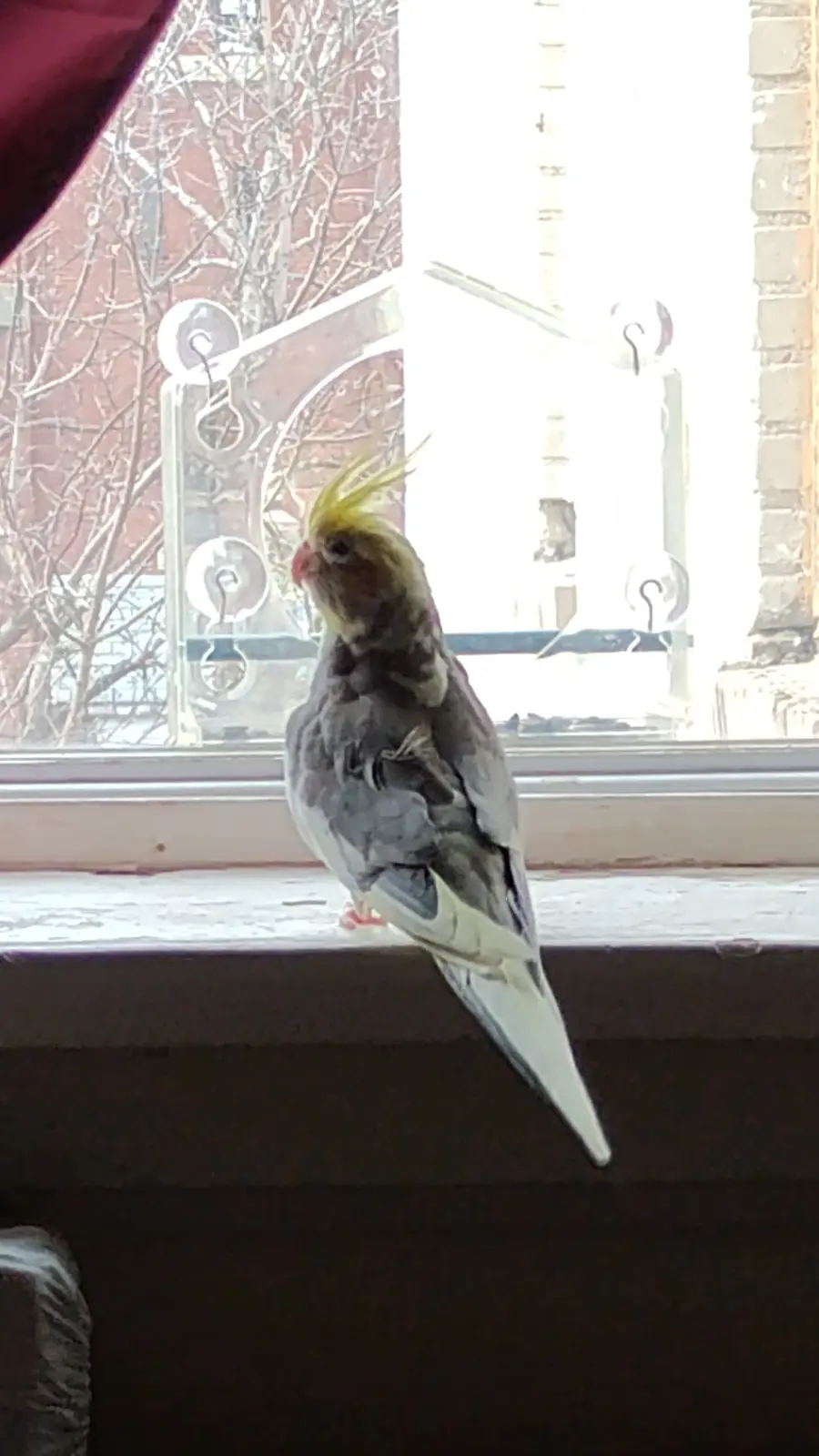 A cockatiel with a yellow crest perched on a windowsill, looking out at bare trees and a brick building. The bird has grey…