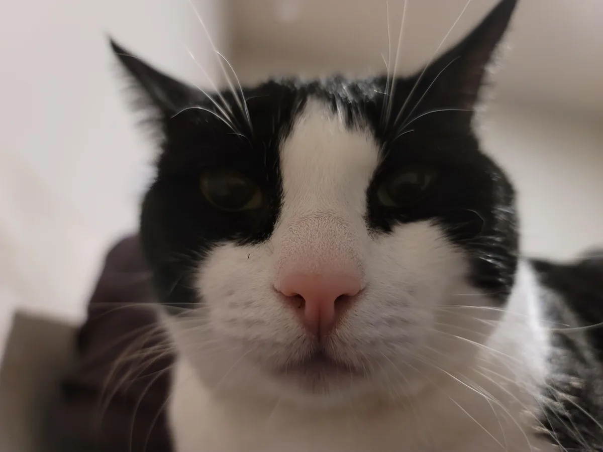 A close-up photo of a black-and-white cat staring directly at the camera with a serious, unimpressed expression. The cat has…