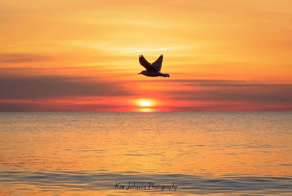 A seagull is silhouetted against a vibrant orange and red sunset over calm water, with the sun low on the horizon. The image…
