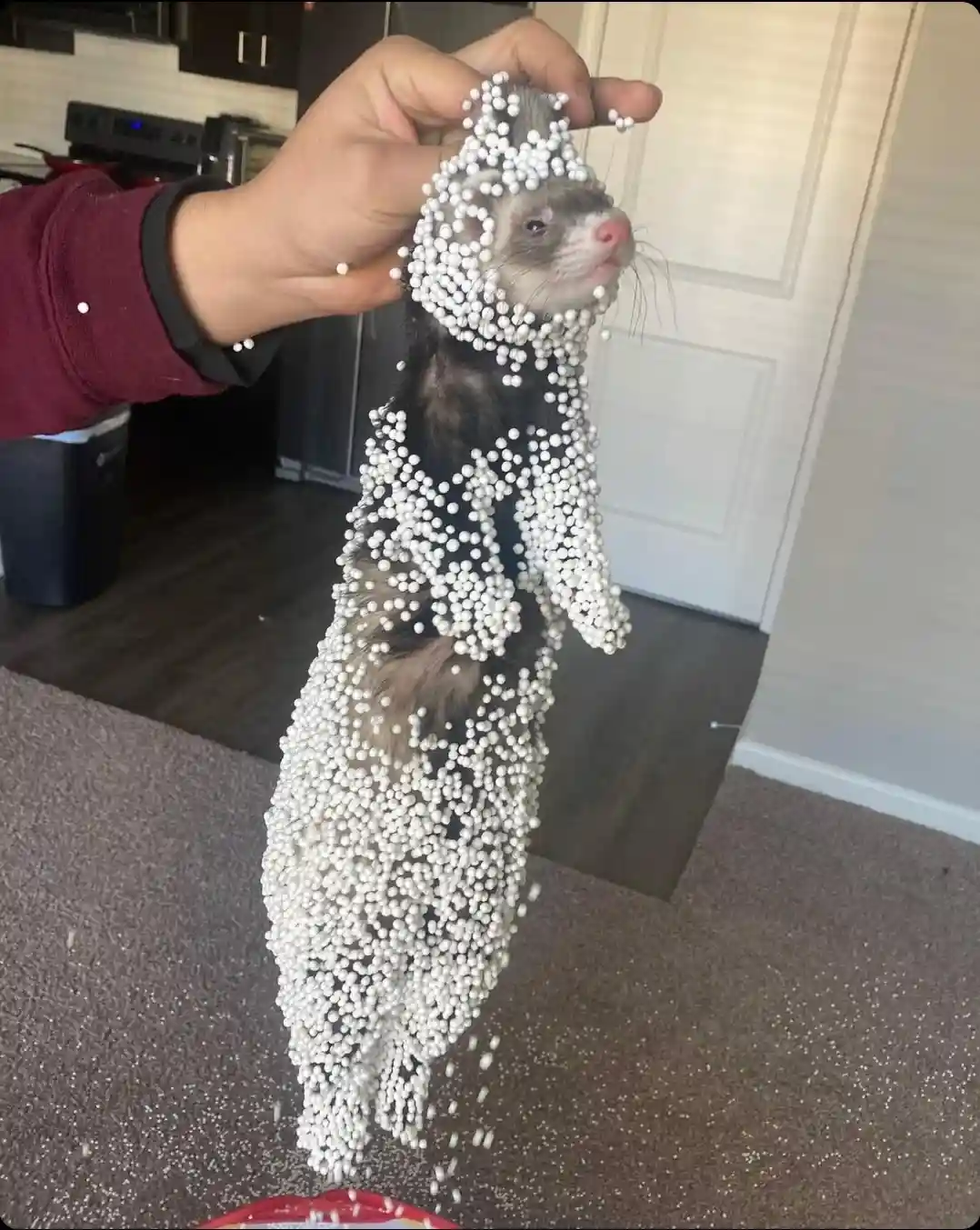A person holds a ferret vertically by its head, covered in white spherical cereal pieces that are stuck to its fur and…