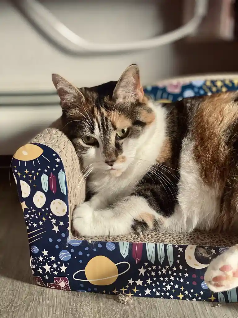 A calico cat with green eyes sits in a small, space-themed cat bed decorated with planets, stars, and crystals, looking…