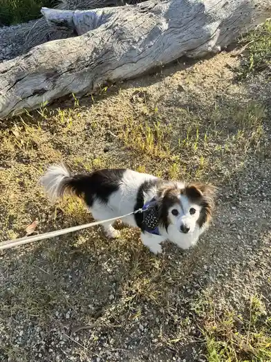 A small black and white dog with floppy ears and a fluffy tail stands on a dirt path with sparse grass, looking up at the…
