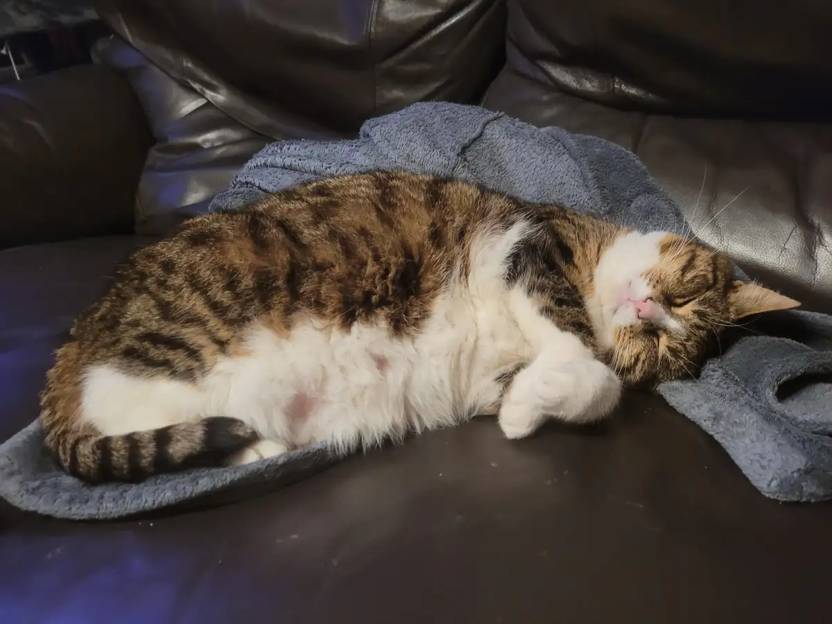 A fluffy brown and white tabby cat is curled up sleeping on a blue towel draped over a dark brown leather couch. Its eyes…