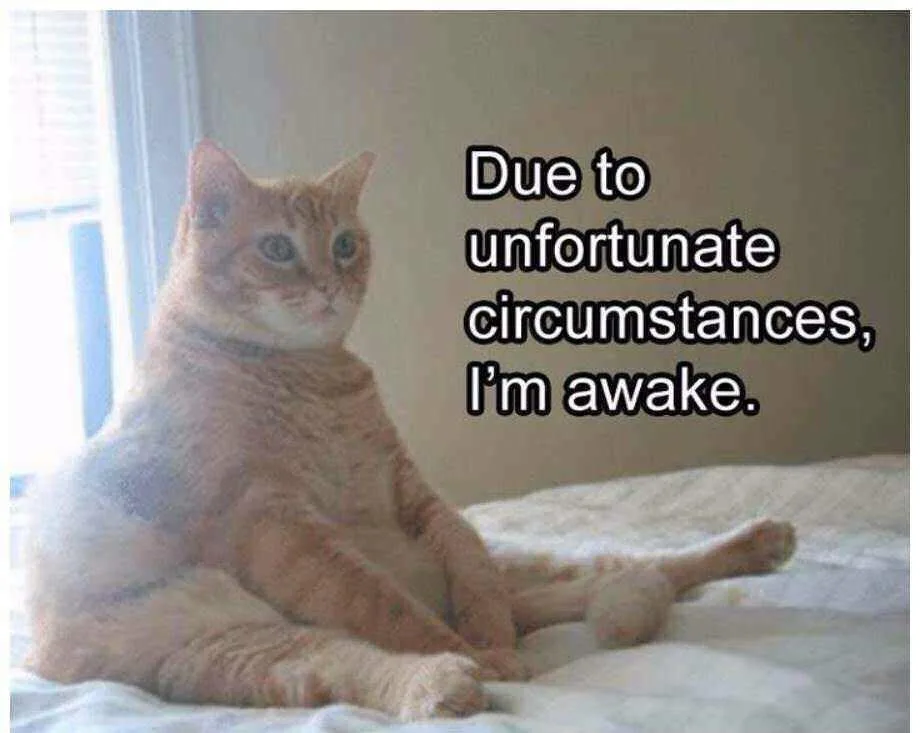 An orange tabby cat sits upright on a bed, looking dazed and unenthusiastic. The text overlaid on the image reads 'Due to…