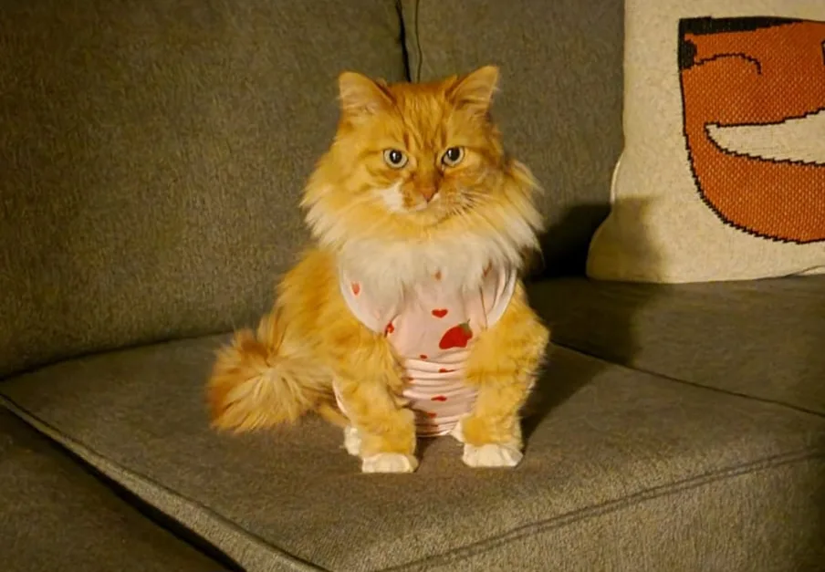 A fluffy orange cat sits upright on a gray couch wearing a pink diaper with red strawberry patterns. The cat has a stern…