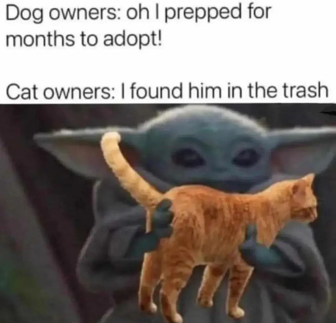 The Universe Has a Way of Delivering Cats