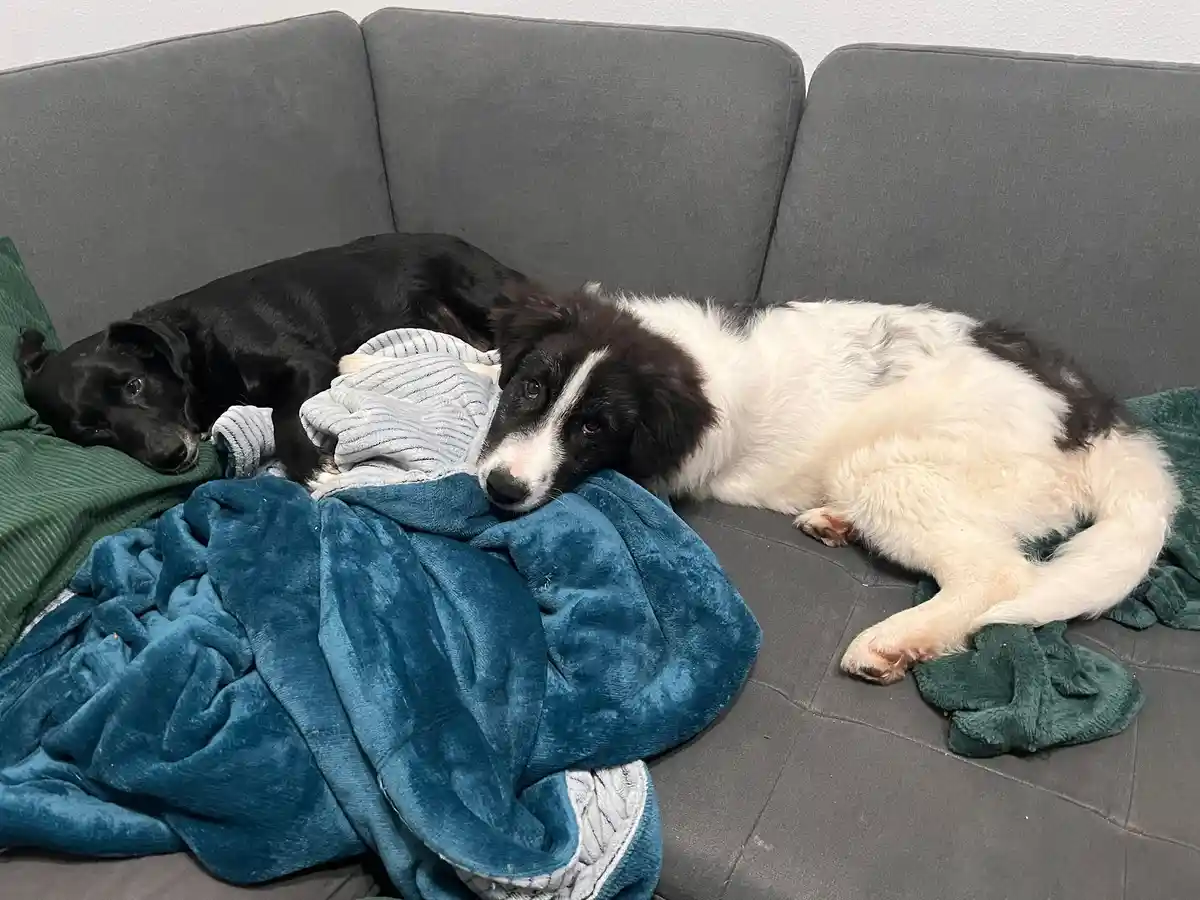 Two dogs are lying on a gray couch, one black dog is curled up on a green pillow, and a black-and-white dog is resting its…