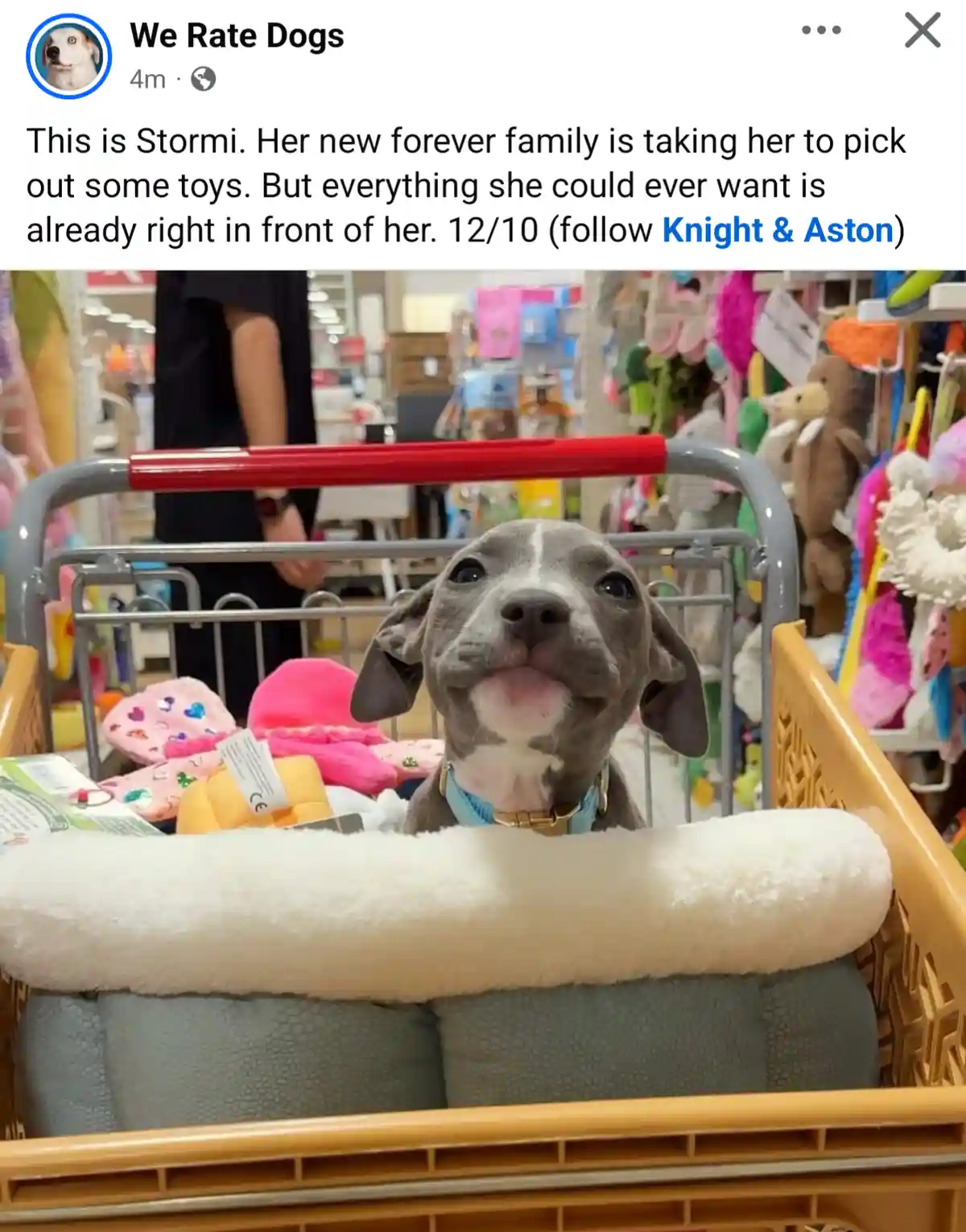 A gray puppy named Stormi sits in a shopping cart in a pet store, surrounded by plush toys, looking up with an expression of…
