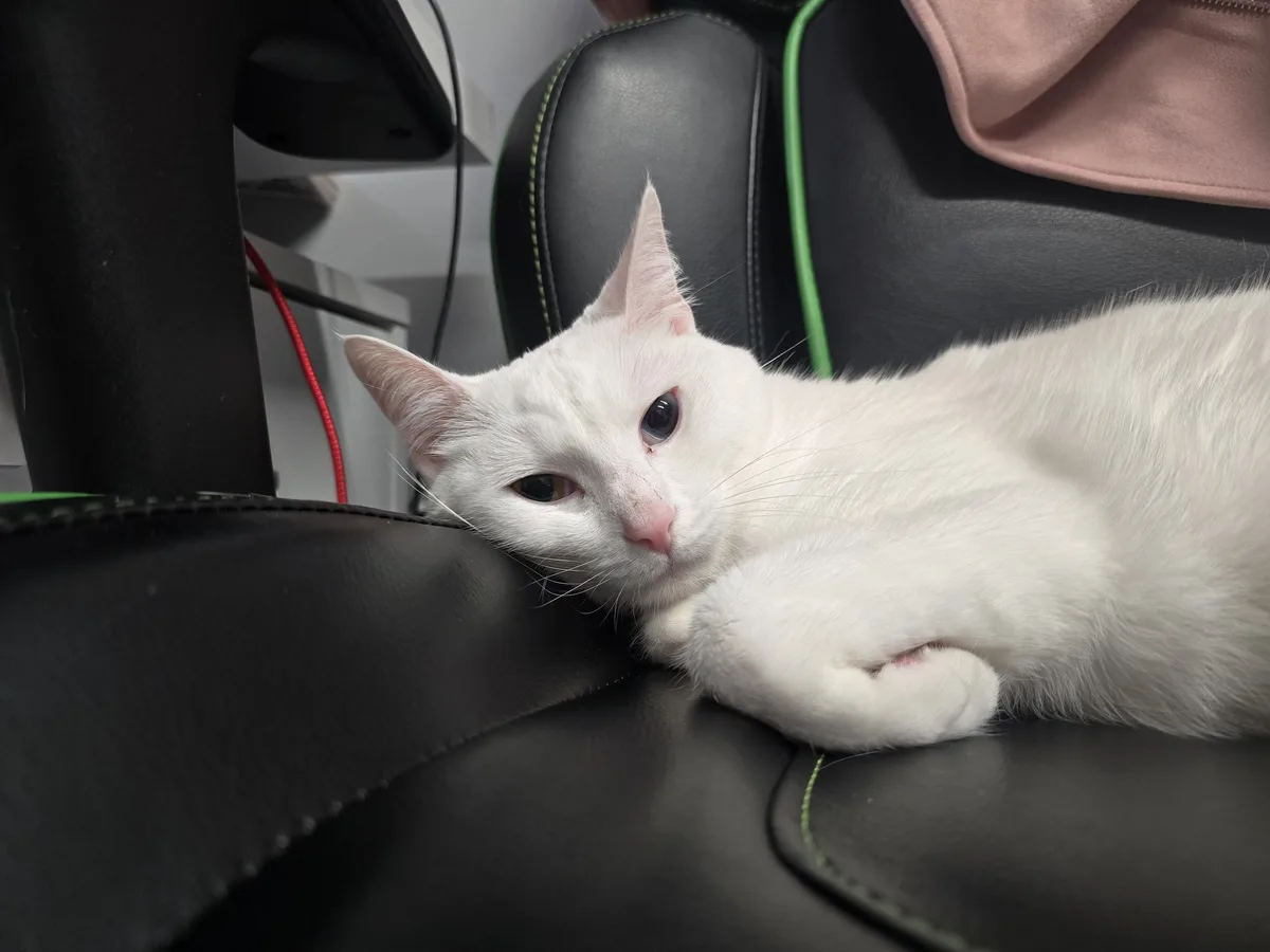 A white cat with heterochromia (one blue eye, one brown eye) lounges on a black gaming chair with green stitching, looking…