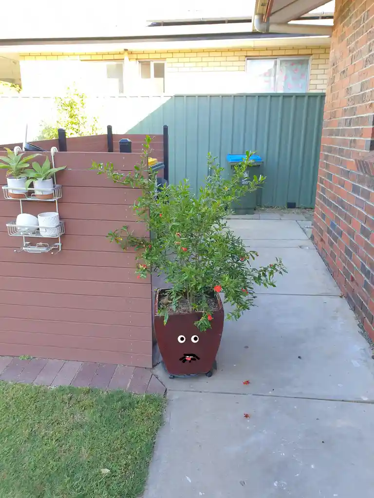 A brown planter with a cartoon face drawn on it sits on a concrete path next to a wooden fence in a backyard. The face has…