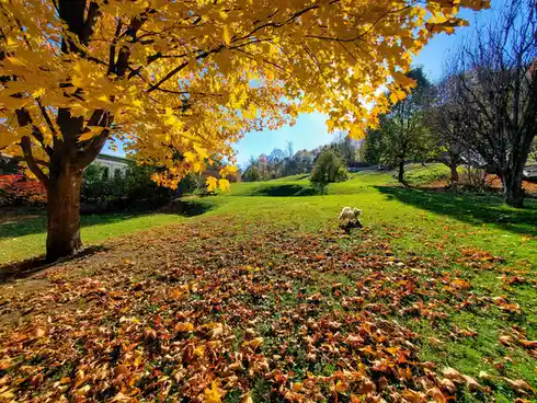 A small white fluffy dog walks across a grassy park covered in fallen autumn leaves, framed by a large tree with bright…