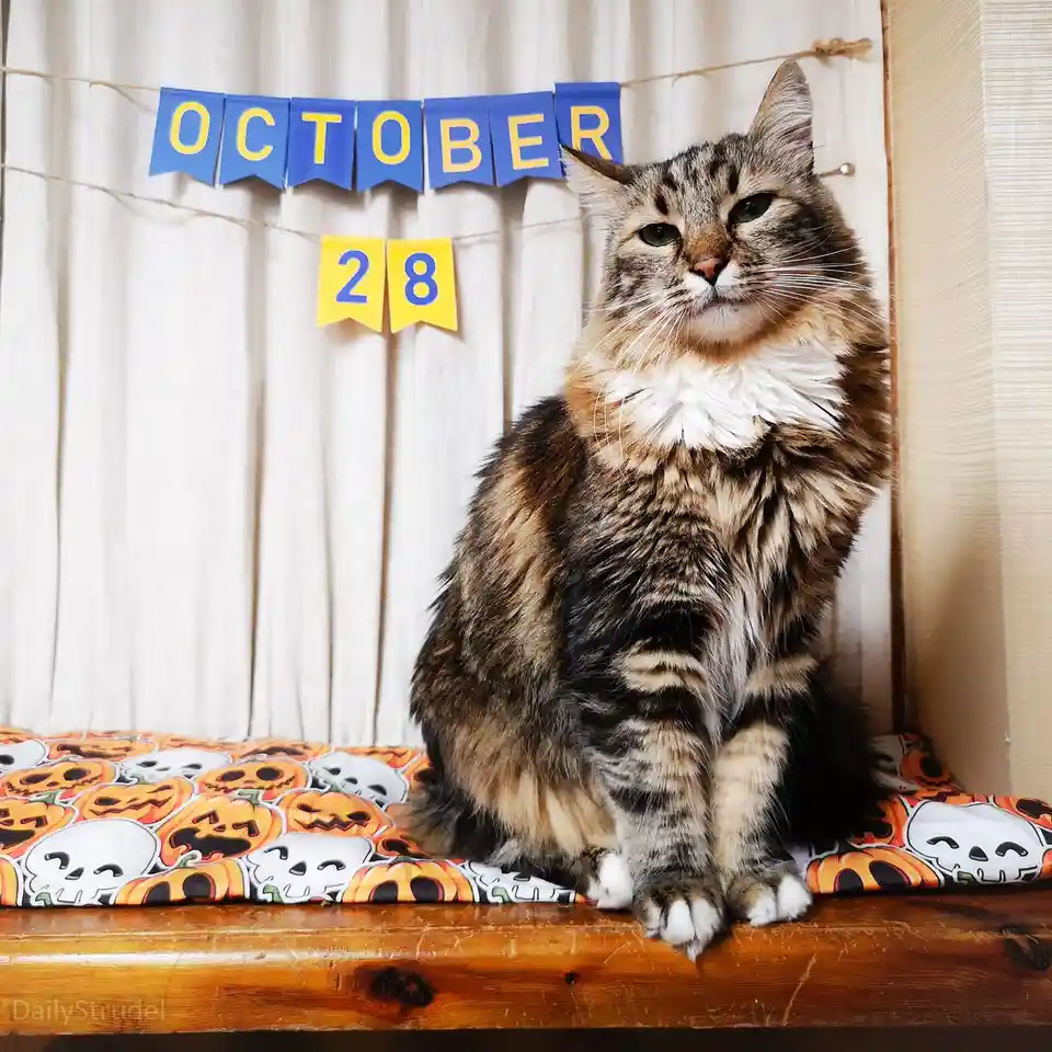 A fluffy tabby cat with a white ruff sits regally on a Halloween-themed cushion featuring pumpkins and skulls, positioned on…