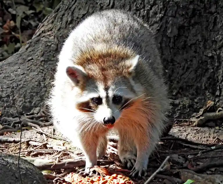 A raccoon stands in front of a tree trunk, looking directly at the camera with its tongue slightly out, as if contemplating…