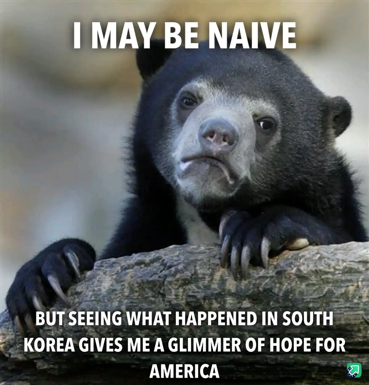A close-up photo of a black bear with a pensive, slightly sad expression, resting its paws on a log. White bold text is…
