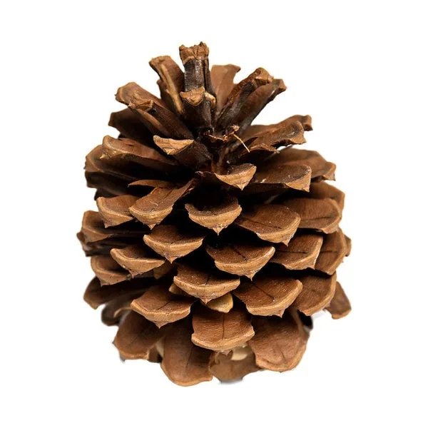 A close-up photograph of a single, brown pine cone against a plain white background, with the overlaid text 'pine cone'…