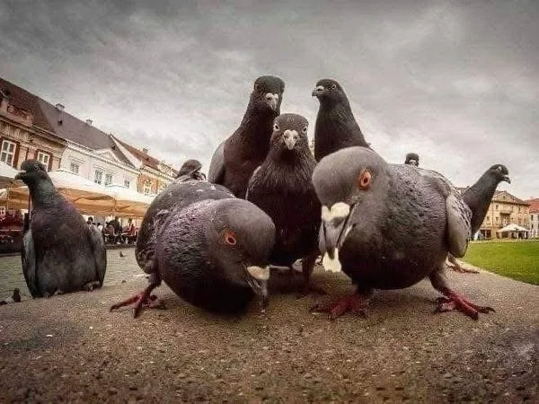 A low-angle photo shows a group of pigeons gathered on a paved surface in an urban plaza, with buildings and overcast skies…