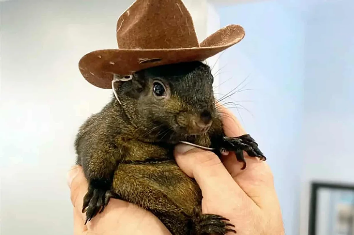 A small, dark-furred squirrel is being held gently in a person's hands, wearing a tiny brown cowboy hat secured with a white…