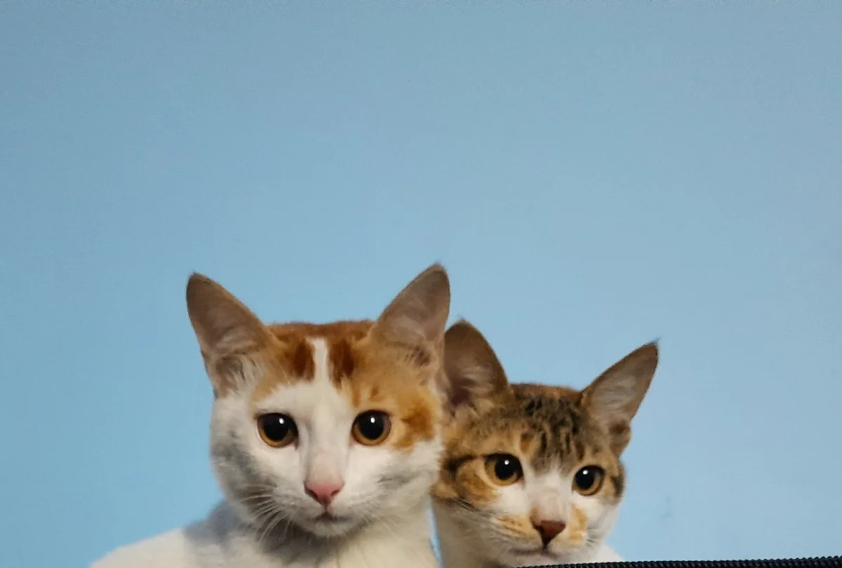 Meet the Adorable Kittens Who Found Their Forever Home