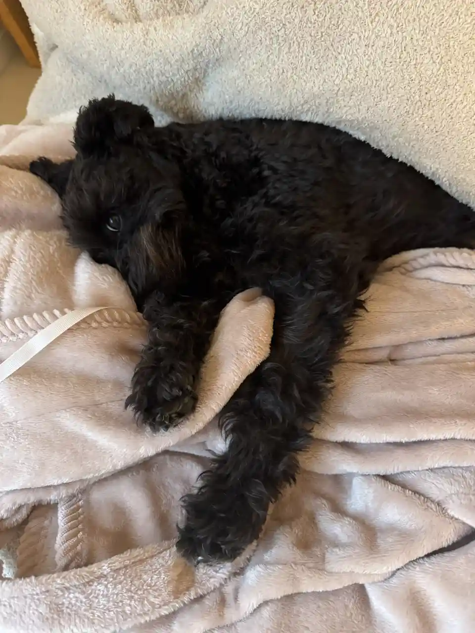 A small black curly-haired dog is lying on its side on a soft, light pink blanket, partially covered by a beige blanket…